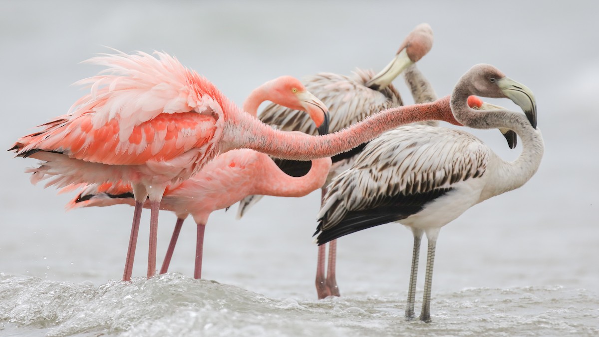American Flamingo - Steven  Thompson