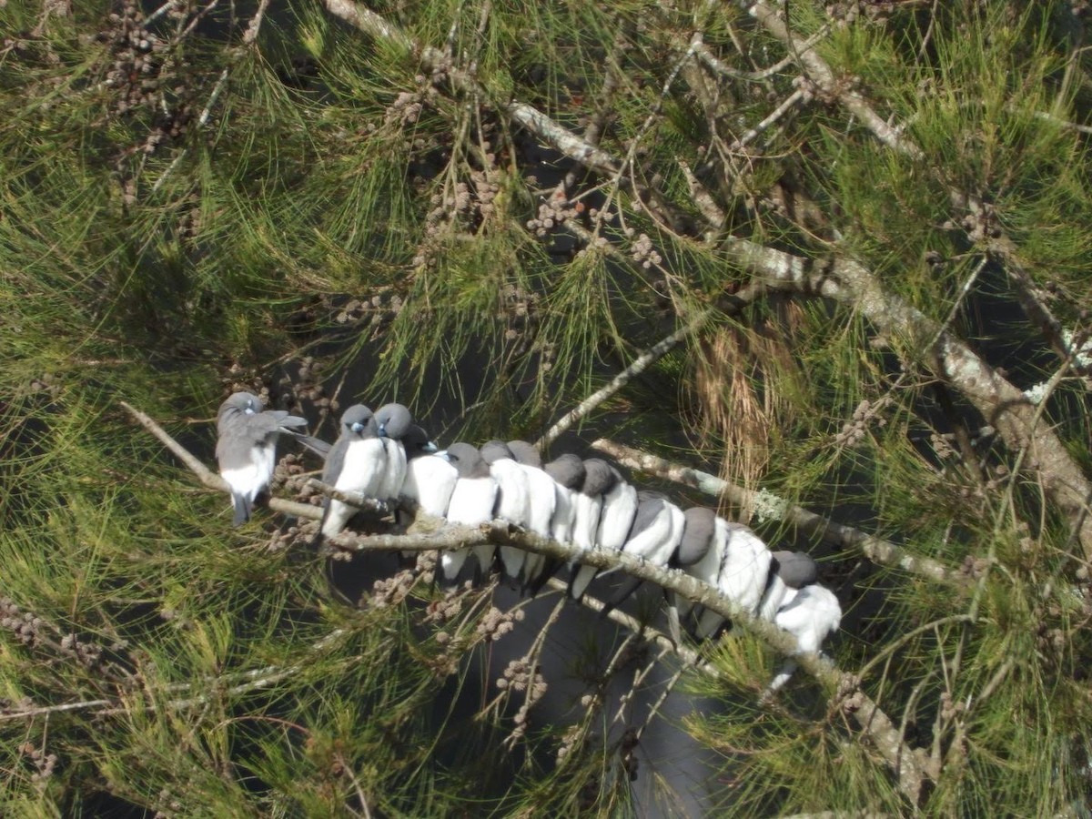 White-breasted Woodswallow - ML609158299