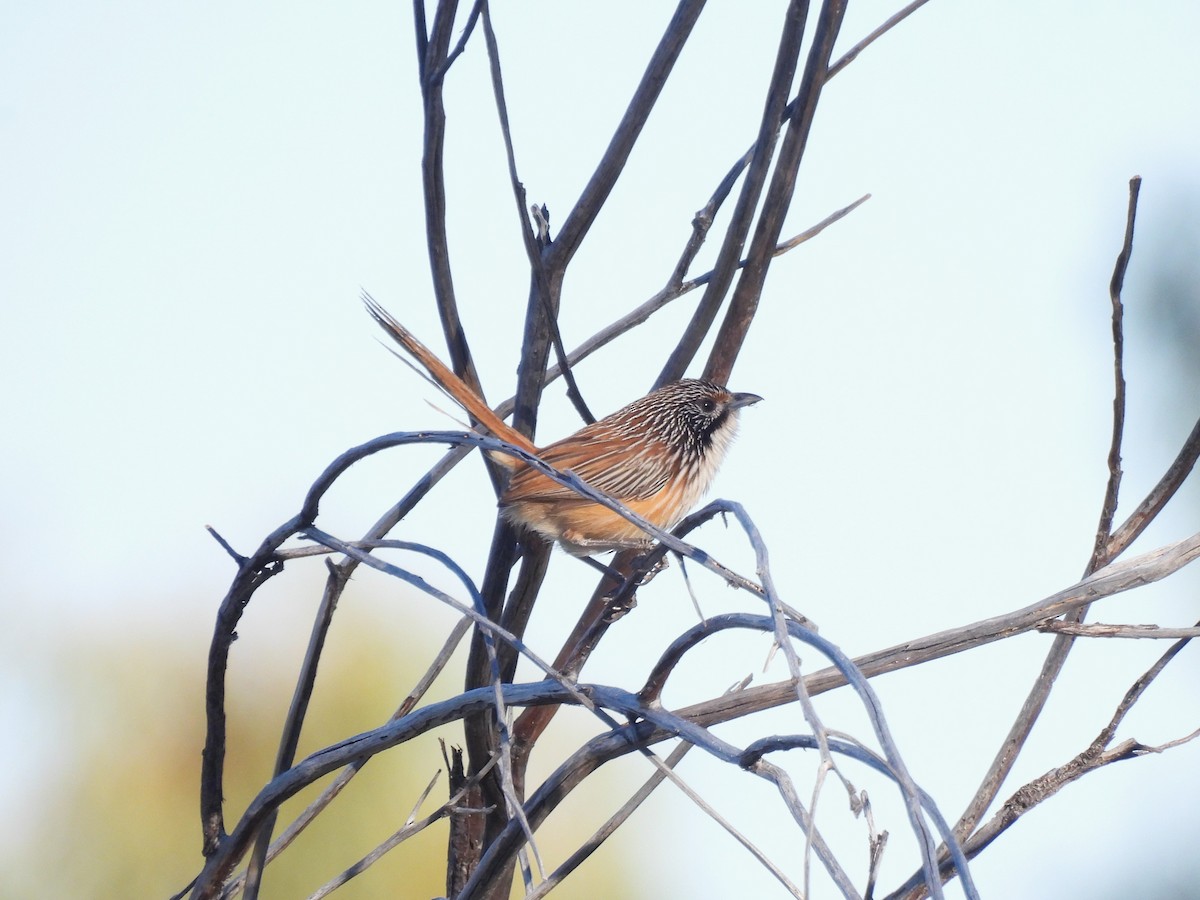 Carpentarian Grasswren - Linda Hayes