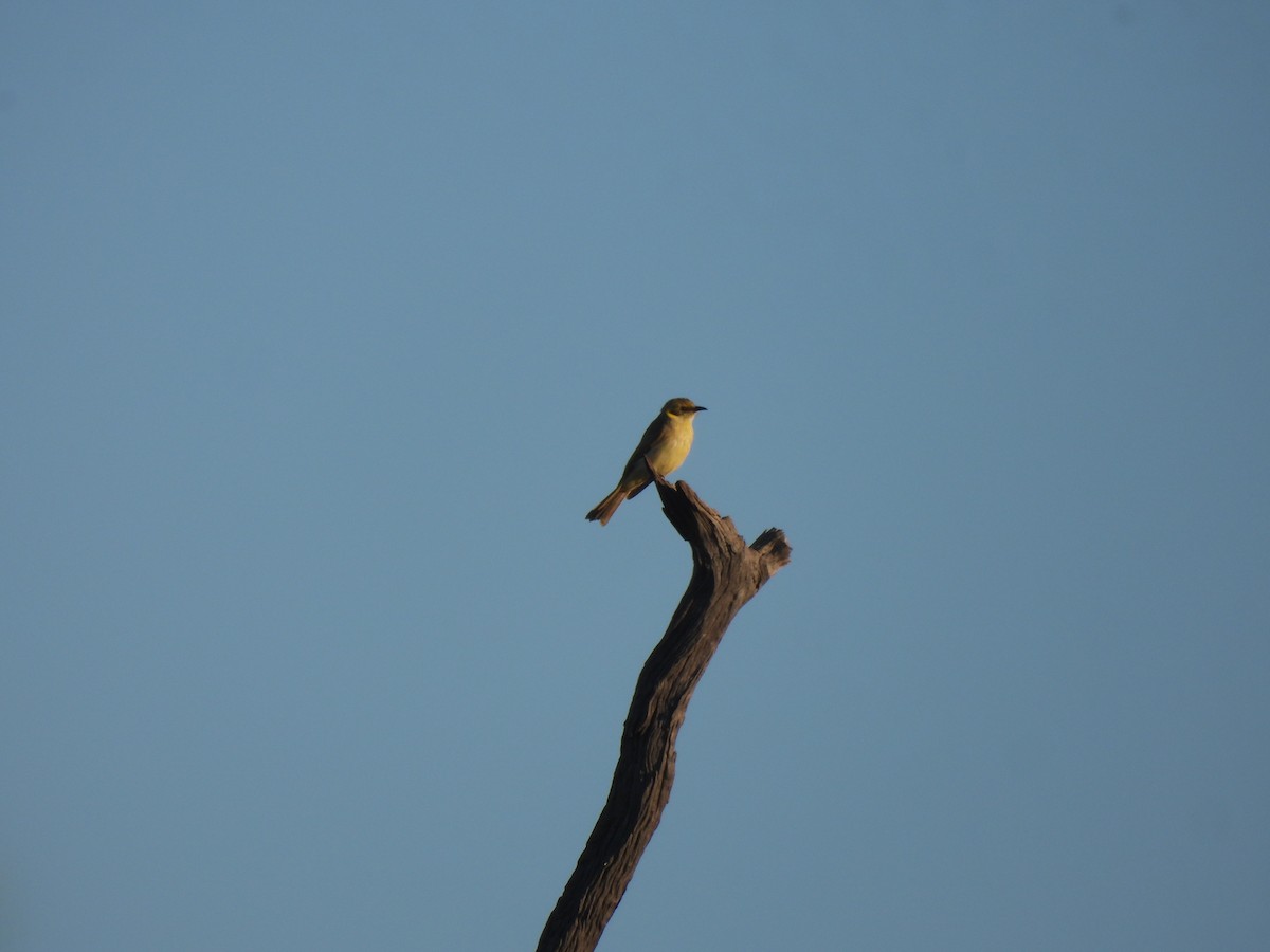 Gray-fronted Honeyeater - ML609158415