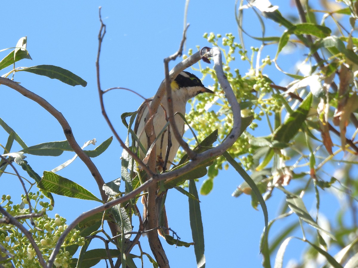 Black-chinned Honeyeater - ML609158428