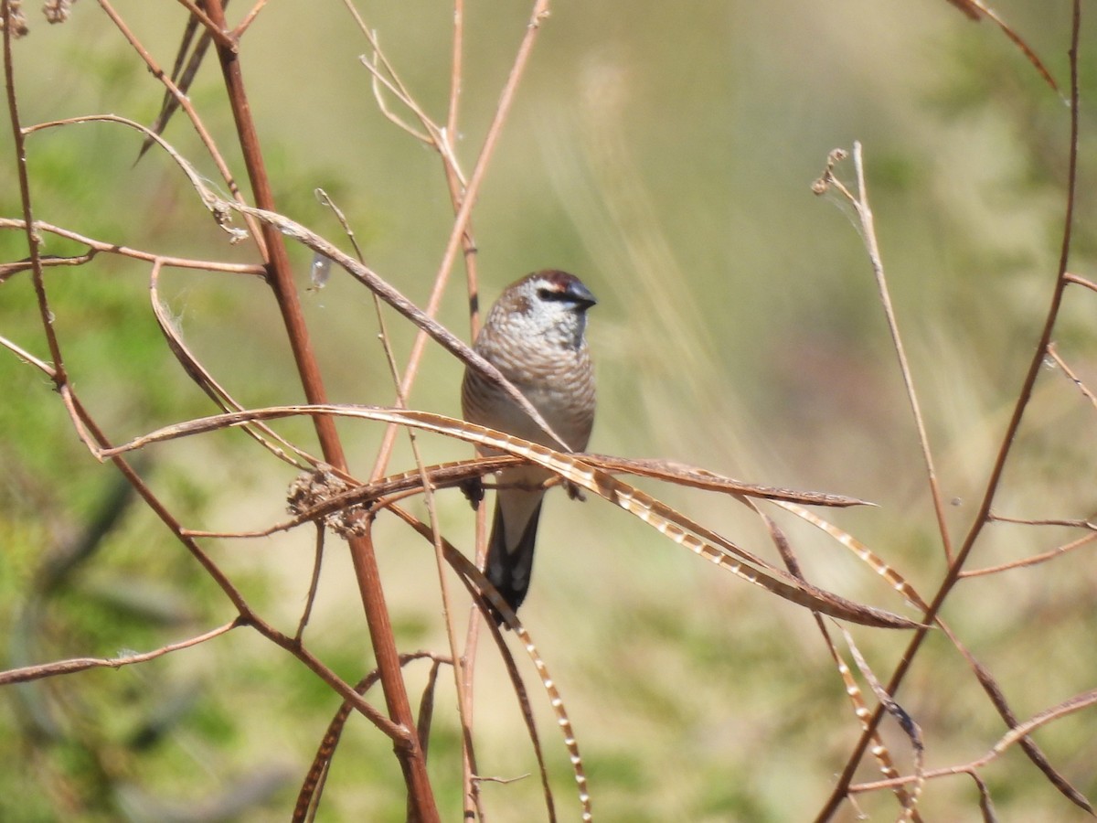 Plum-headed Finch - ML609158432