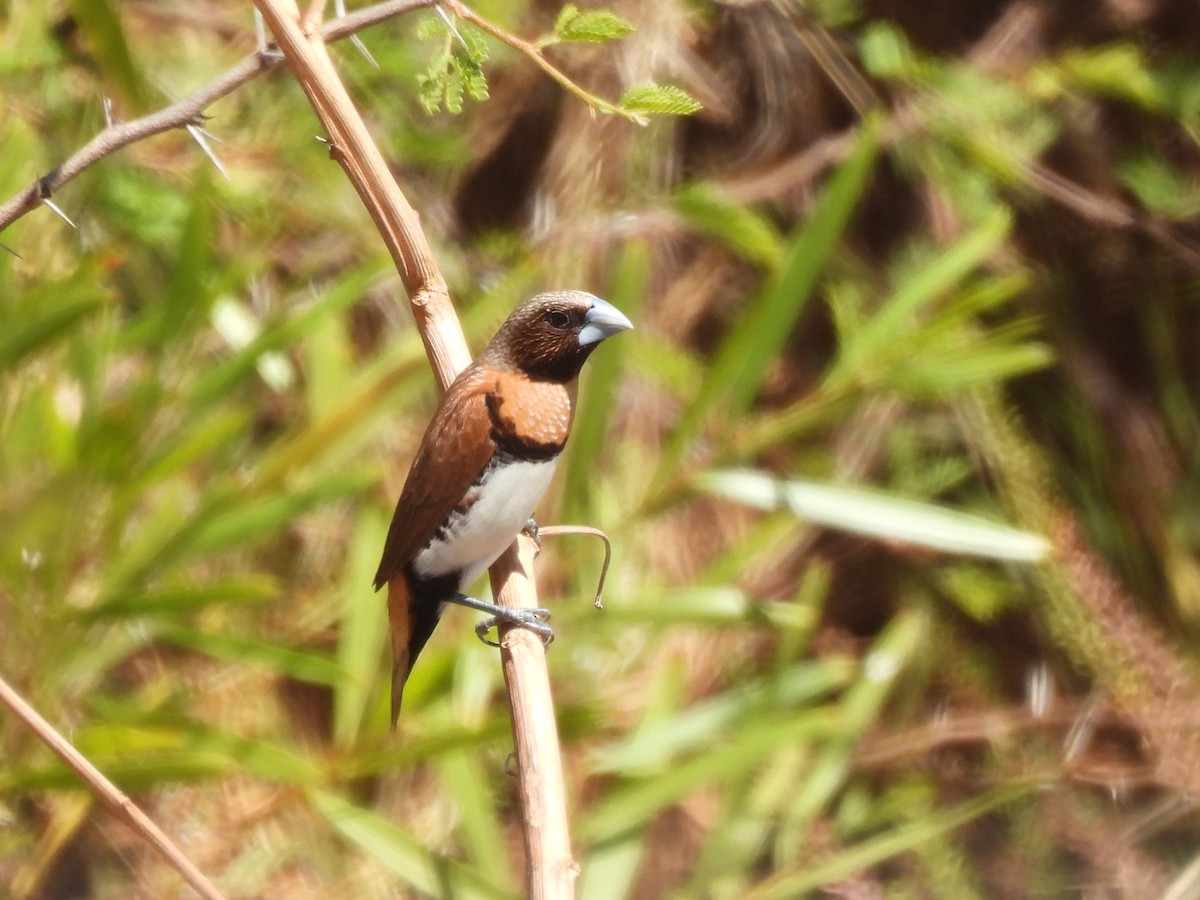 Chestnut-breasted Munia - ML609158435