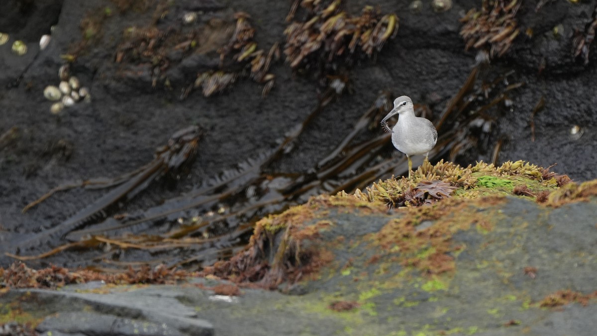 Wandering Tattler - ML609158594