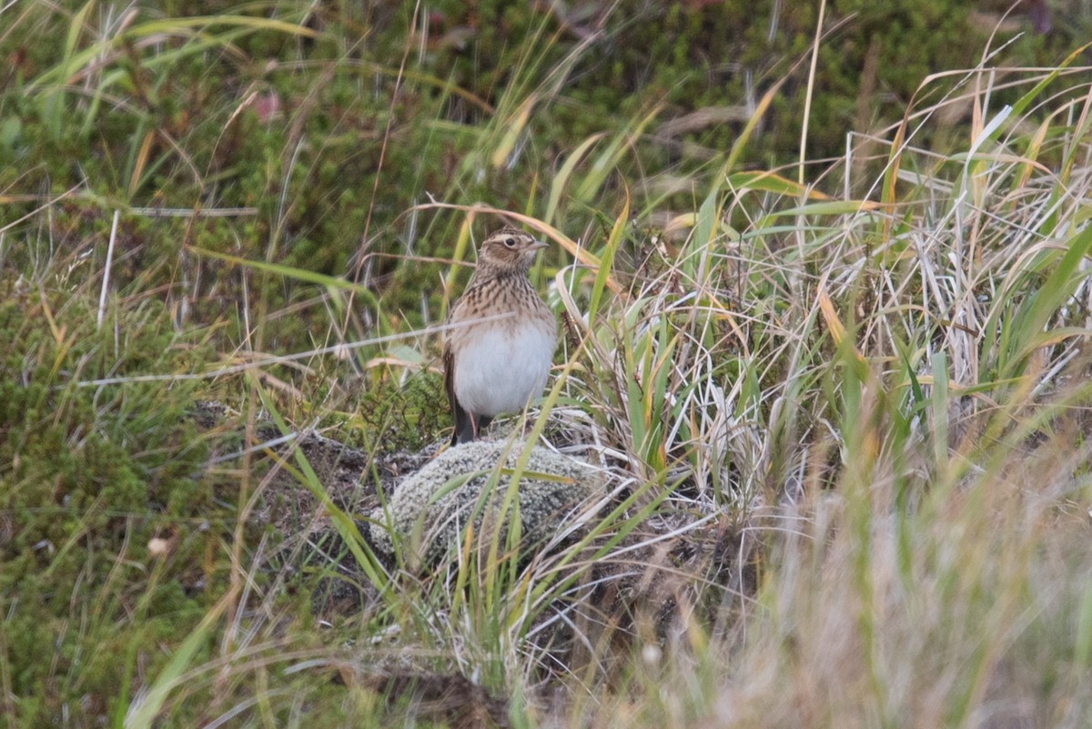 Eurasian Skylark - ML609158616