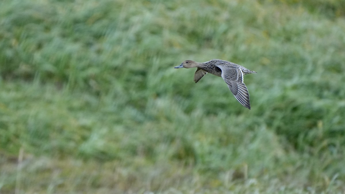 Northern Pintail - ML609158657