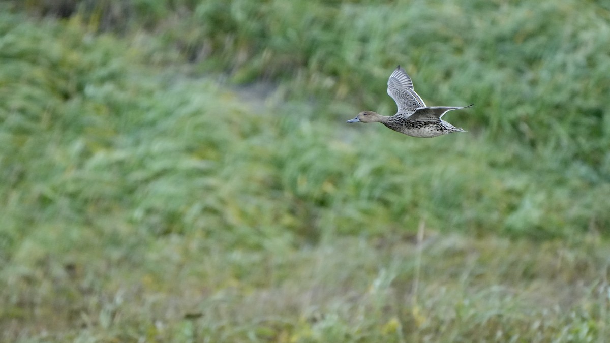 Northern Pintail - ML609158658