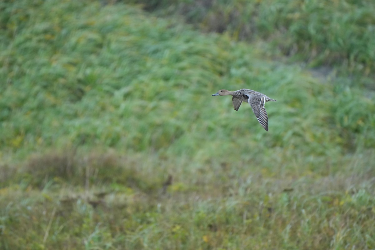 Northern Pintail - ML609158659