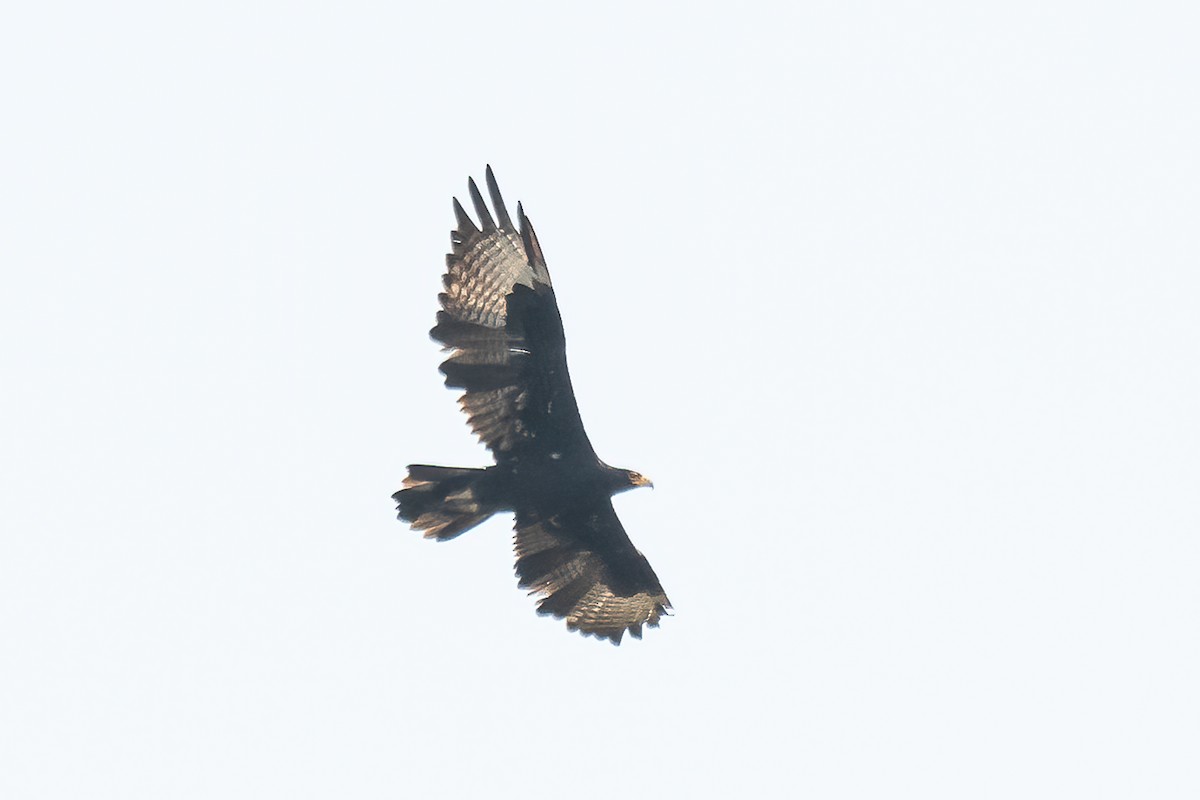 Verreaux's Eagle - ML609158692