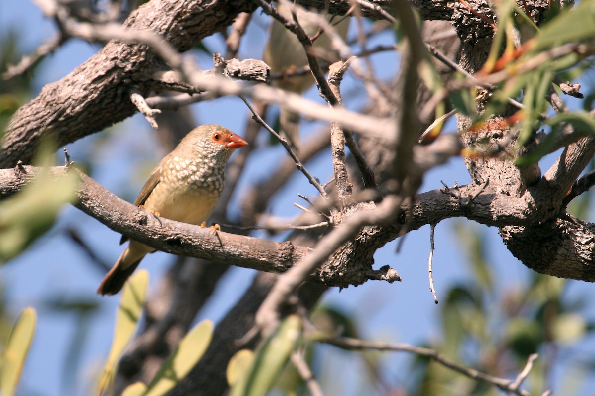 Star Finch - ML609158786