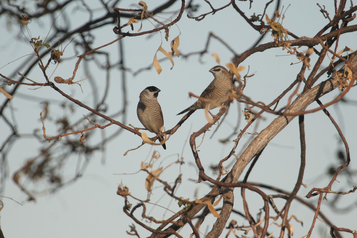 Plum-headed Finch - ML609158793