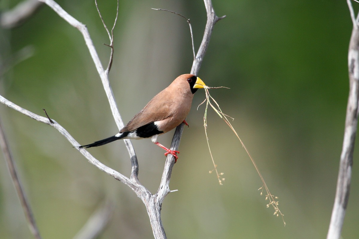 Masked Finch - ML609158797