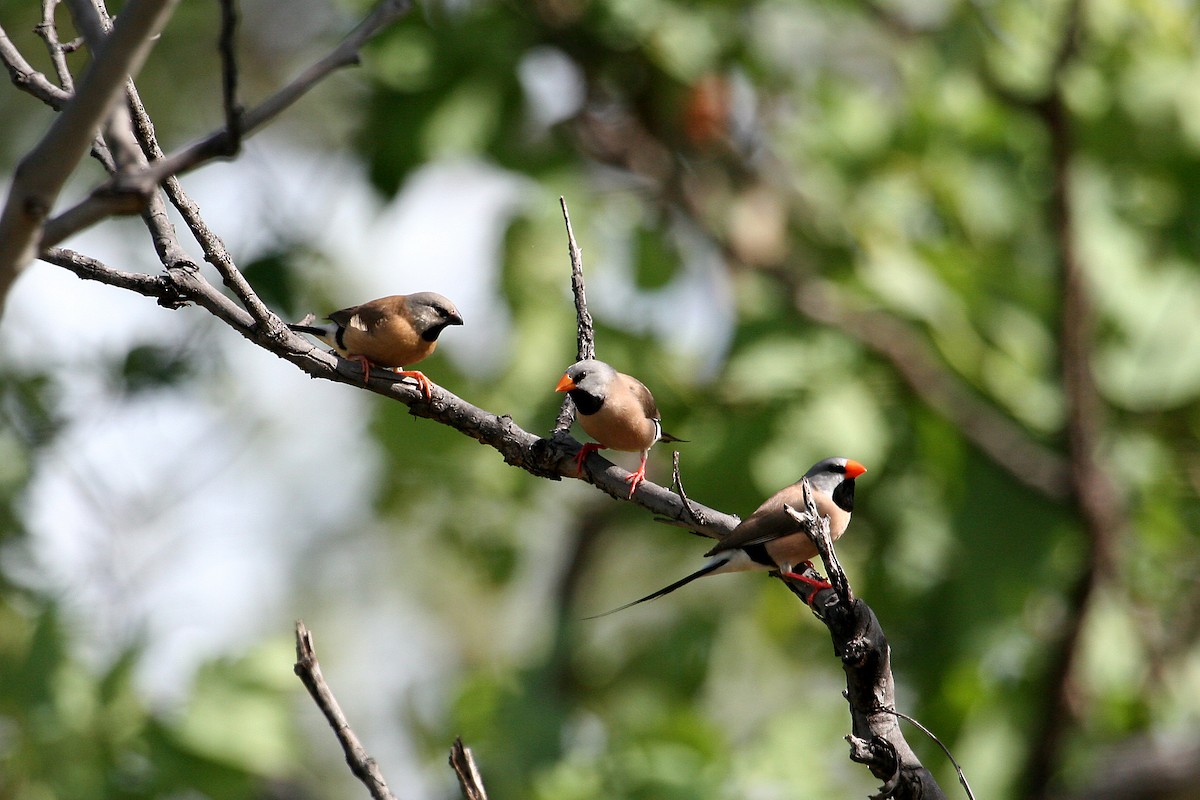 Long-tailed Finch - ML609158801