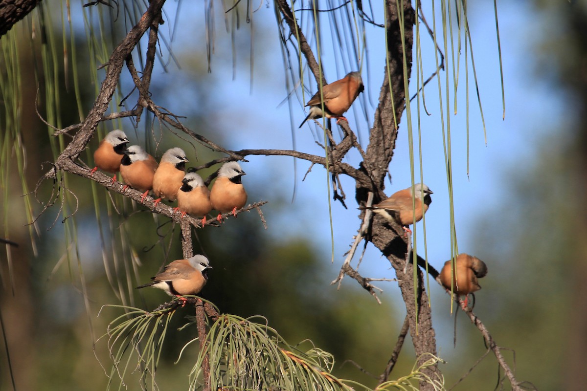 Black-throated Finch - ML609158810