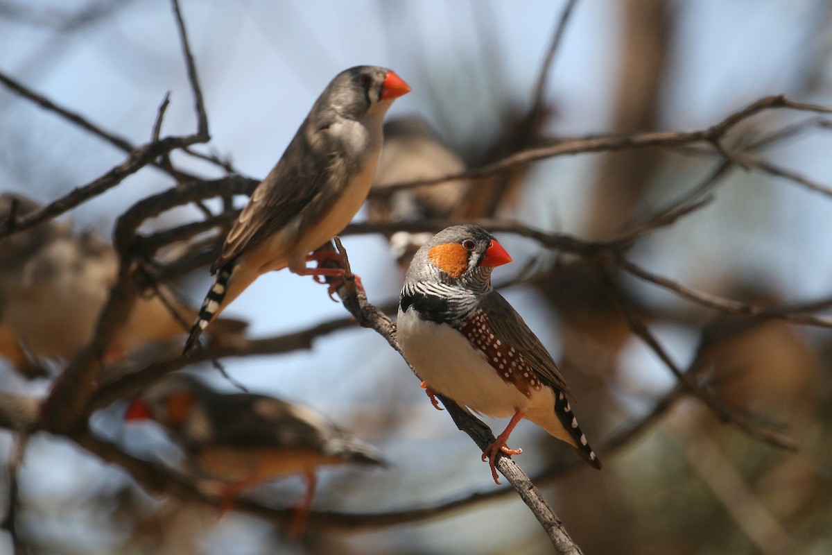 Zebra Finch - ML609158831