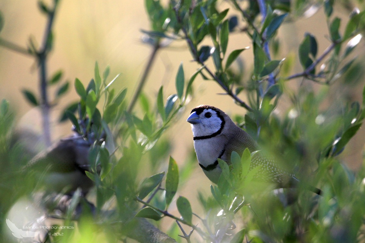 Double-barred Finch - ML609158847