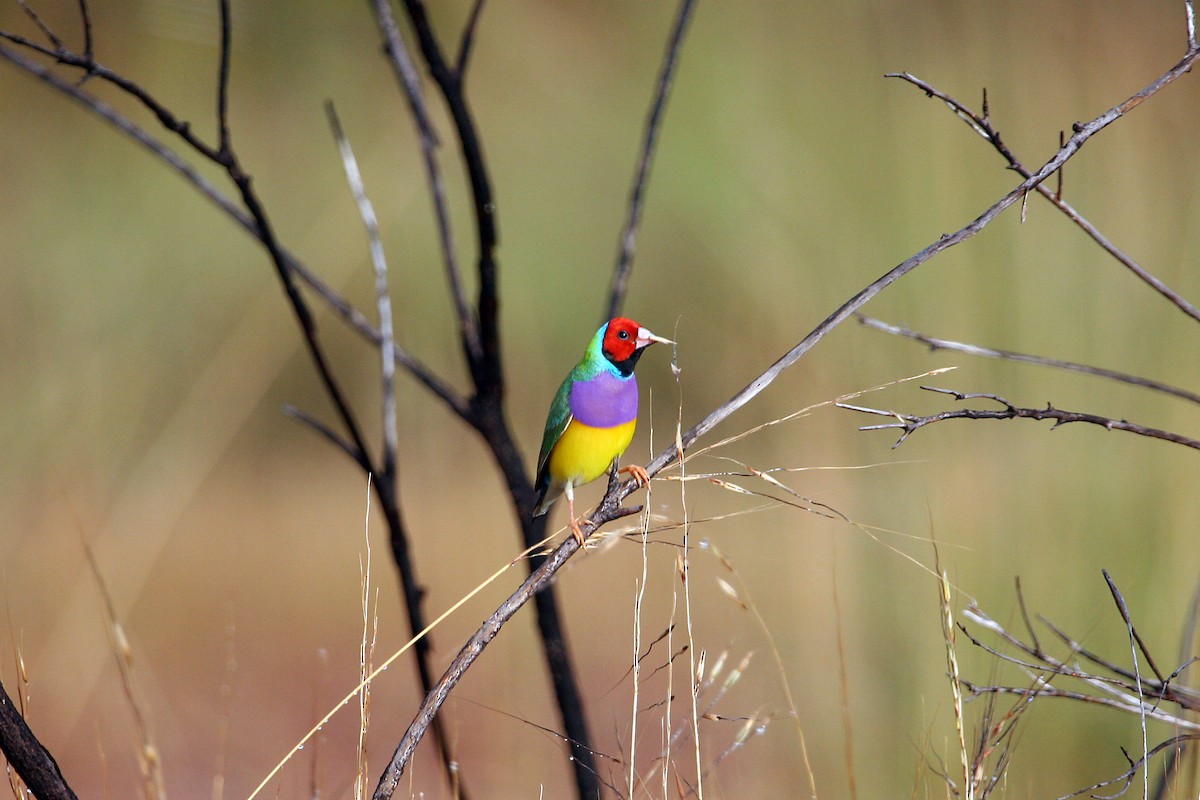 Gouldian Finch - ML609158866