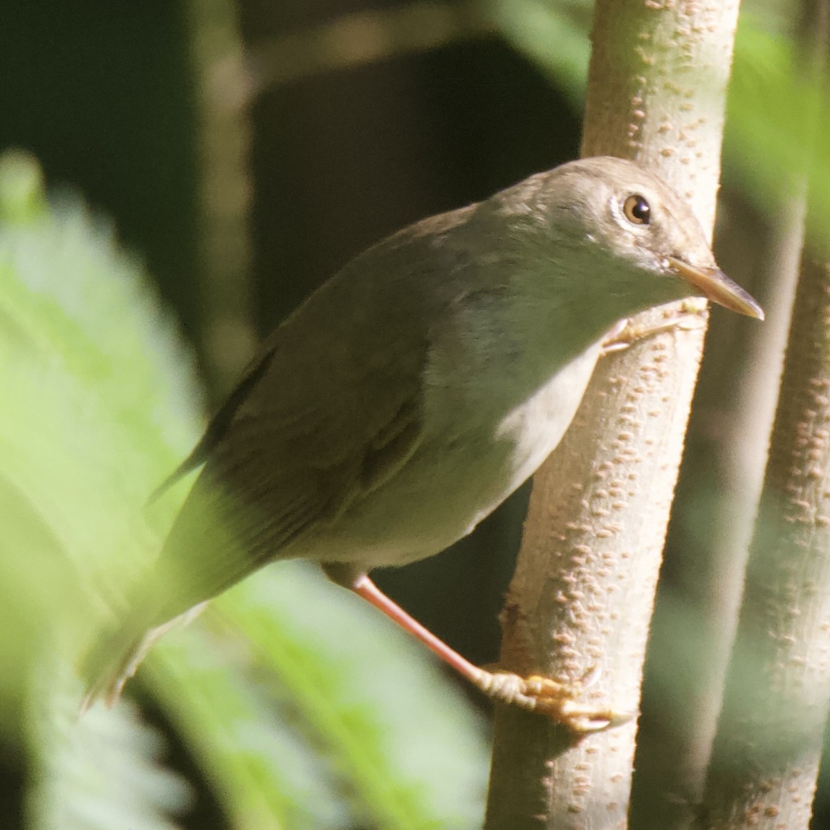 Common Reed Warbler (Caspian) - ML609158885