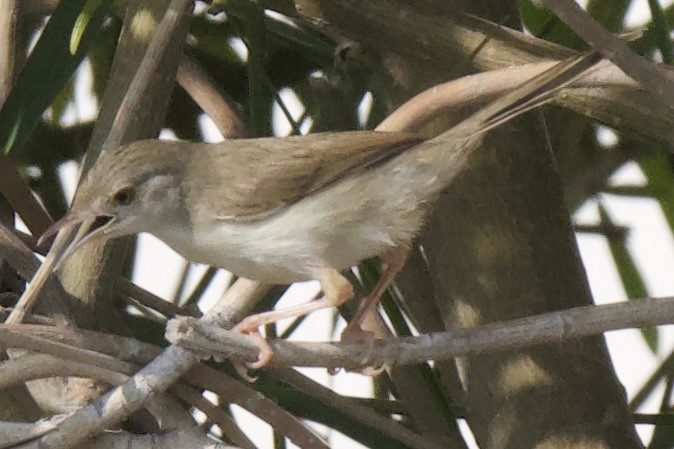 Delicate Prinia - ML609158908