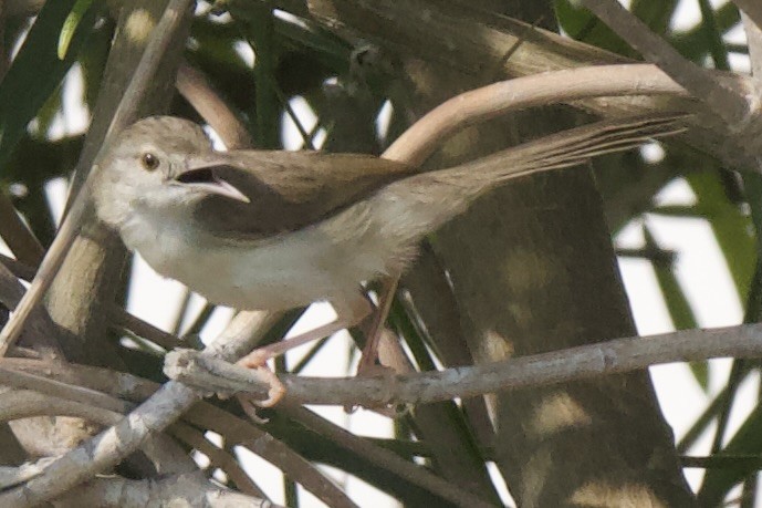 Prinia délicate - ML609158910