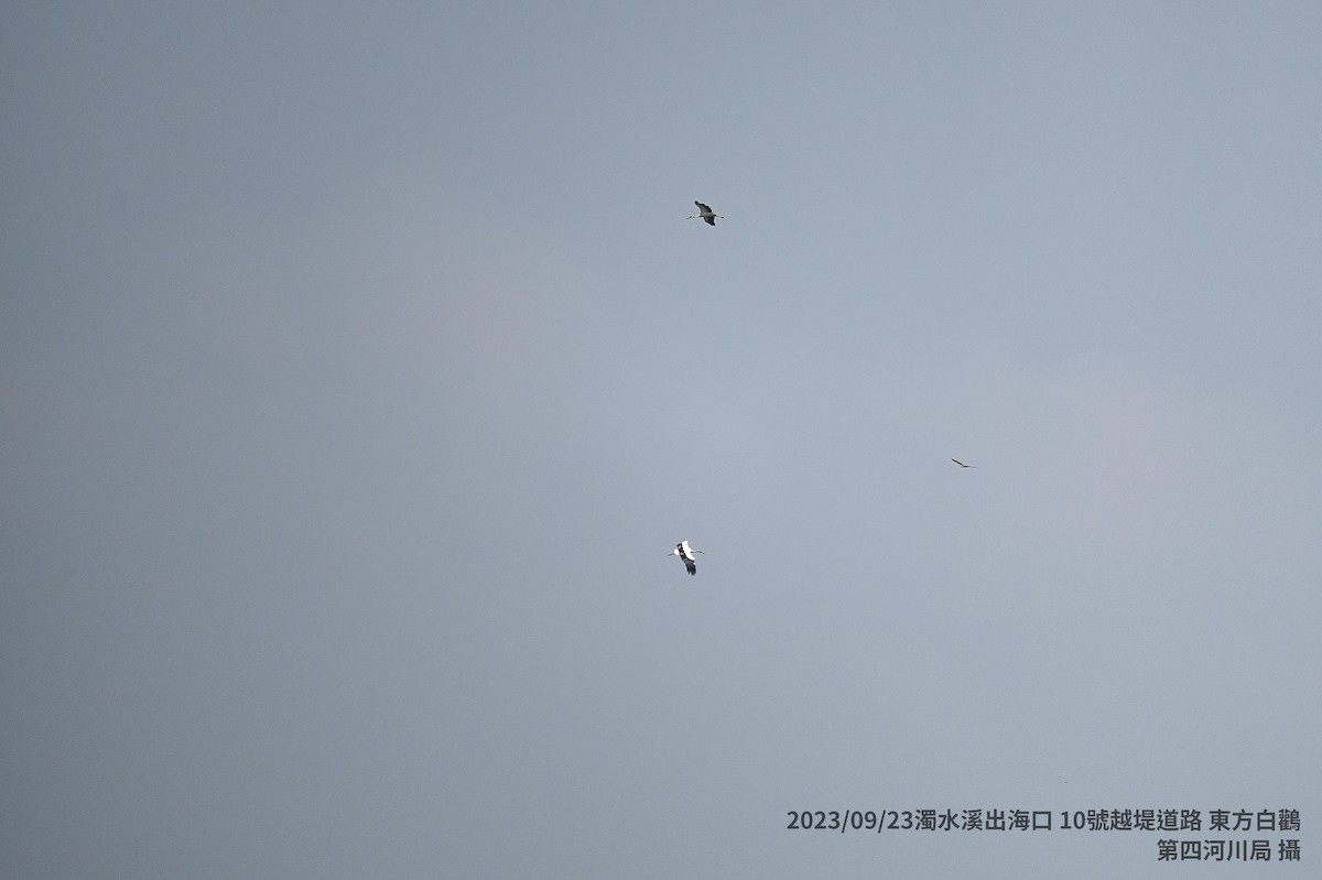 svartnebbstork - ML609158916