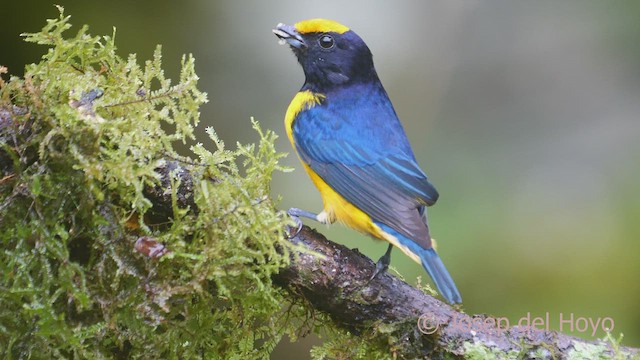 Orange-bellied Euphonia - ML609159045