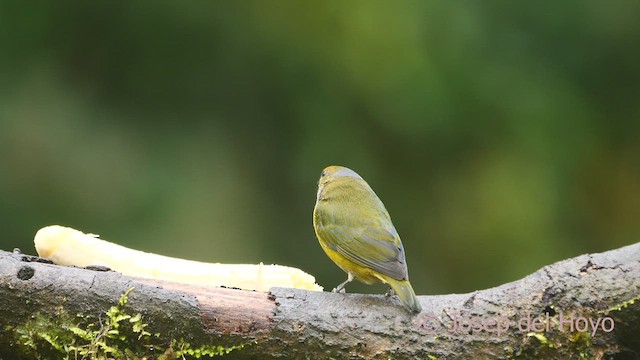 Orange-bellied Euphonia - ML609159121