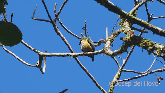 Orange-bellied Euphonia - ML609159234