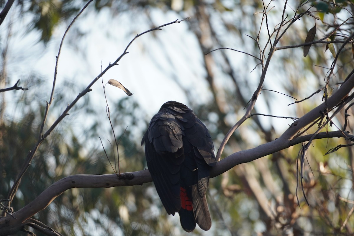 kakadu hnědohlavý - ML609159280