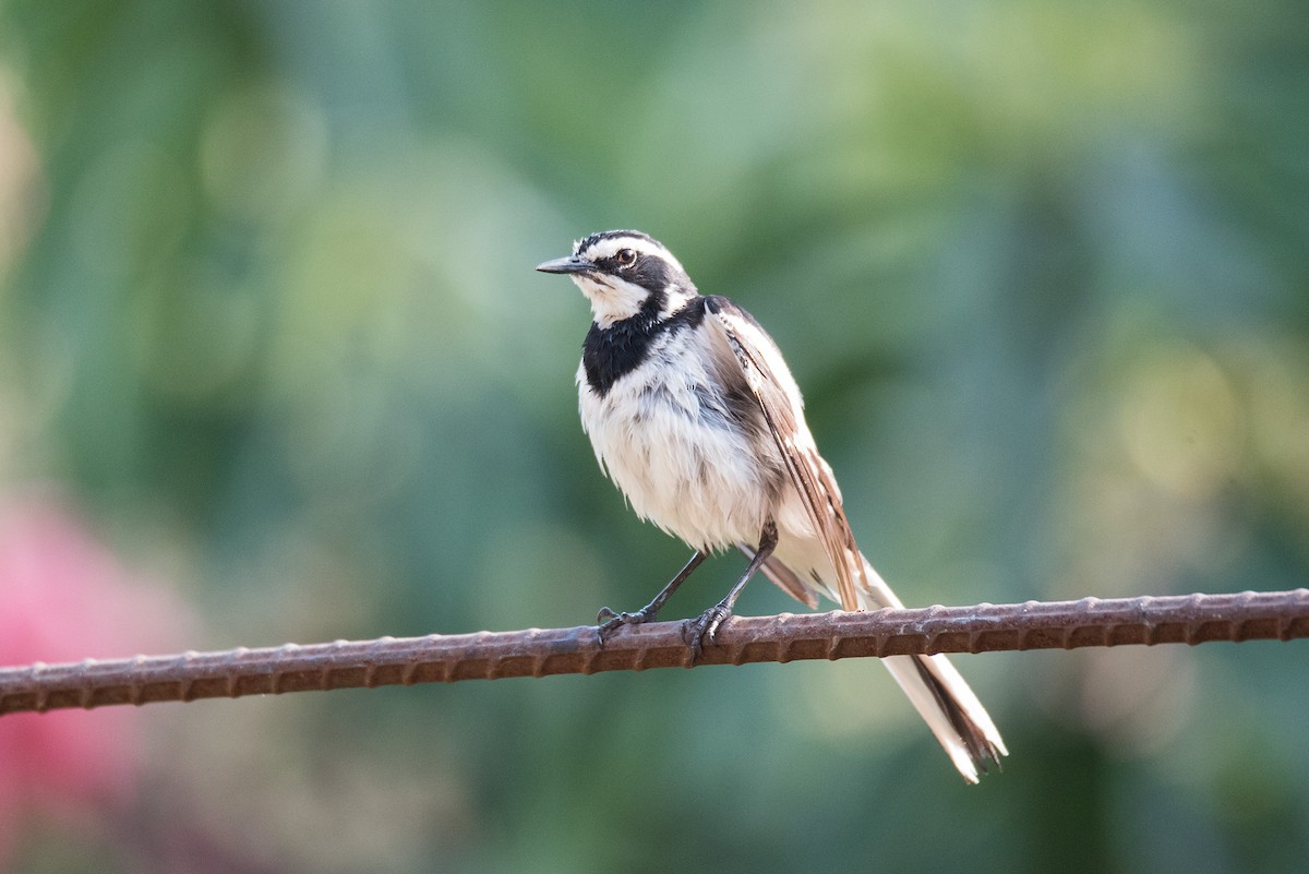 African Pied Wagtail - Joe Ndekia