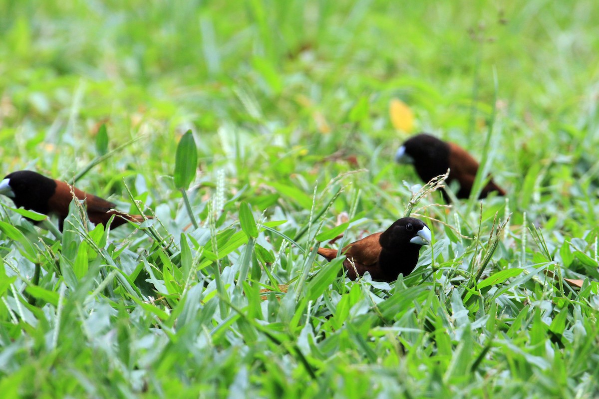 Chestnut Munia - ML609159373