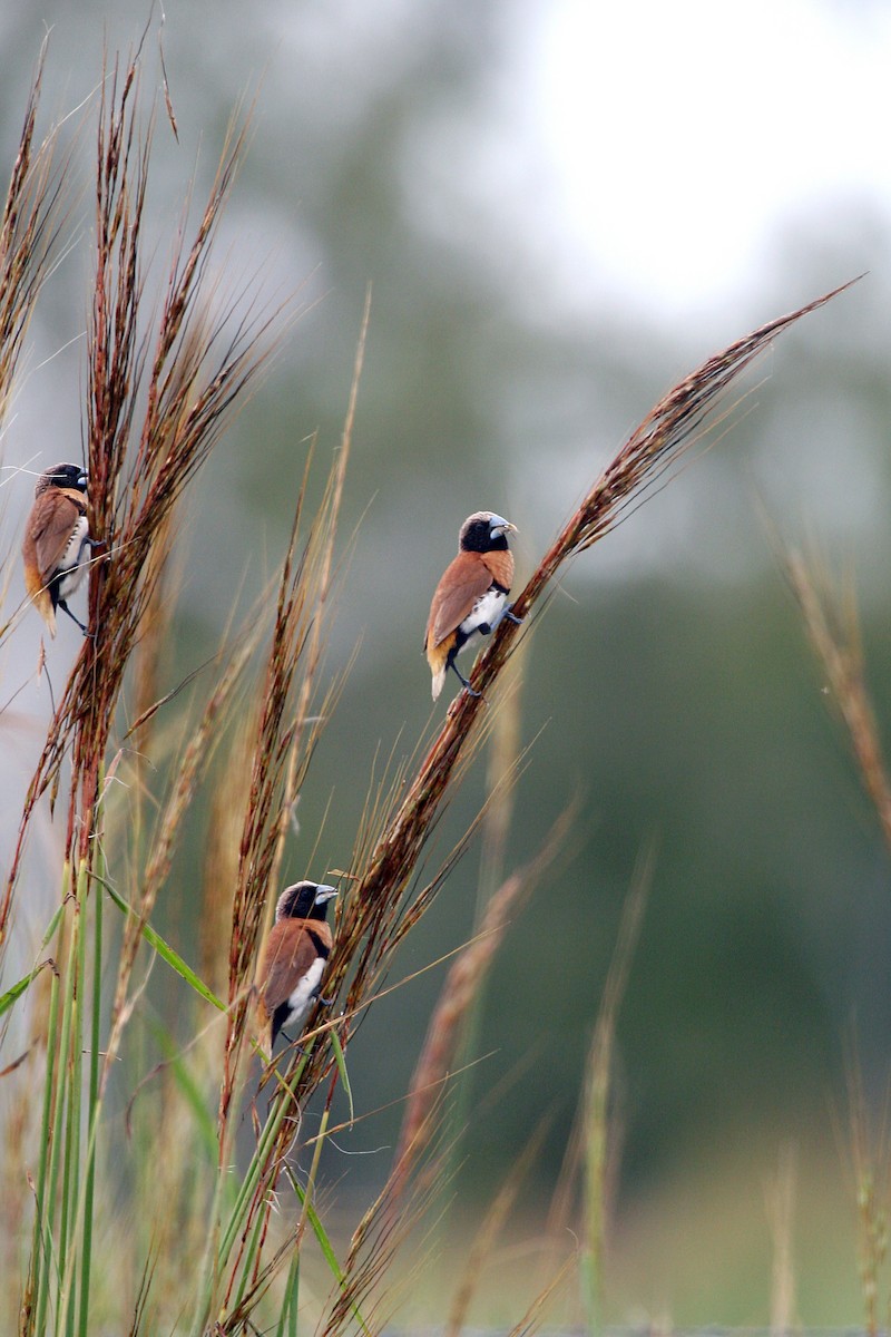 Chestnut-breasted Munia - ML609159404