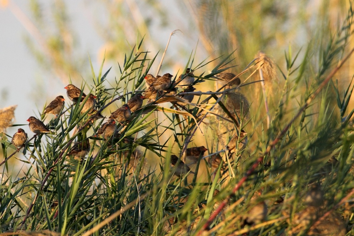 Red-billed Quelea - ML609159440