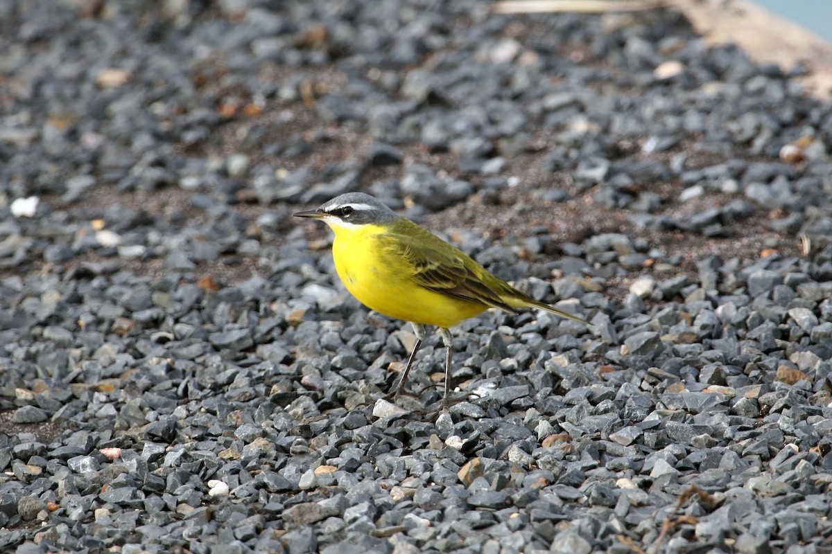 Eastern Yellow Wagtail - ML609159477