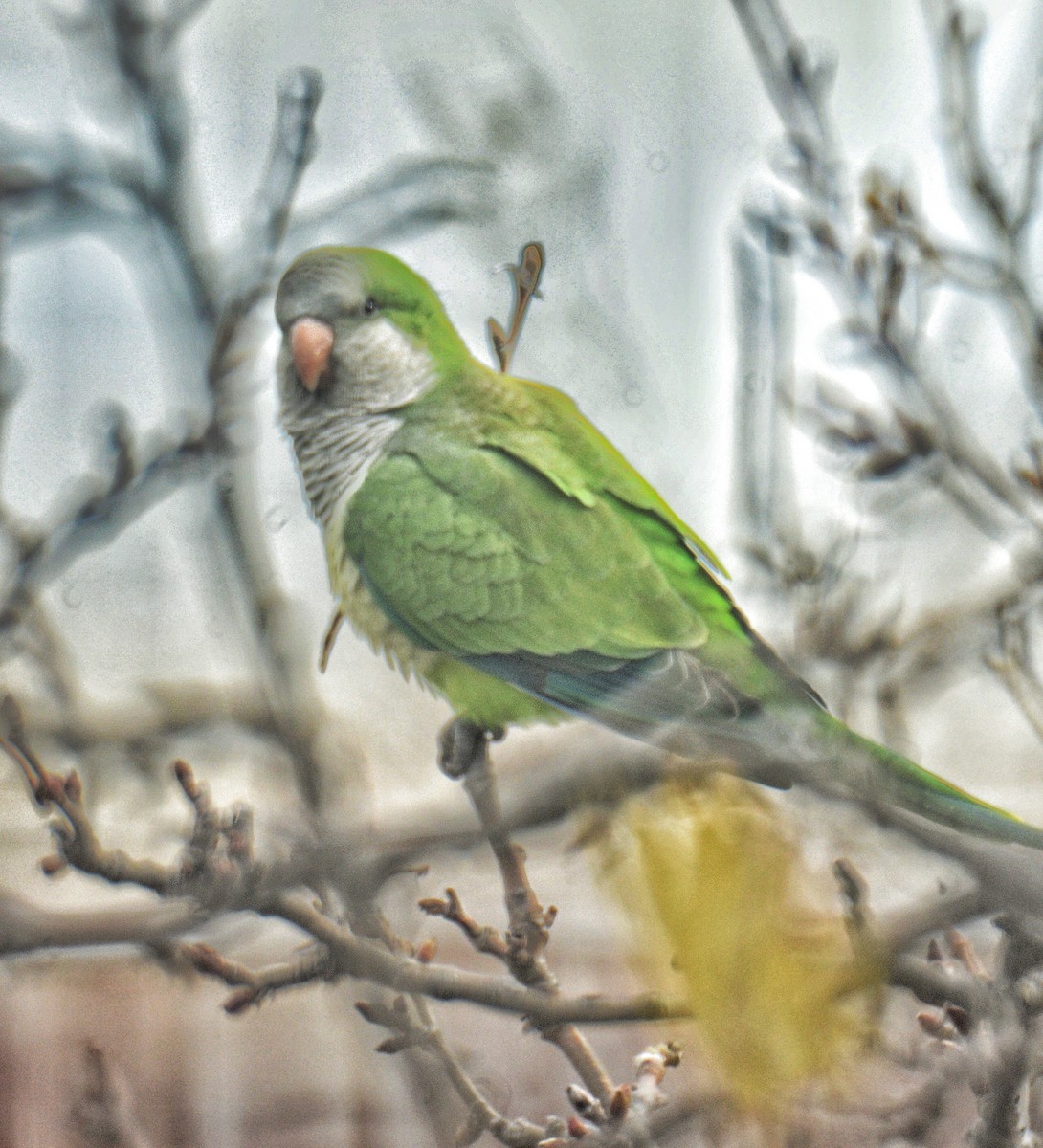 Monk Parakeet - ML609159599