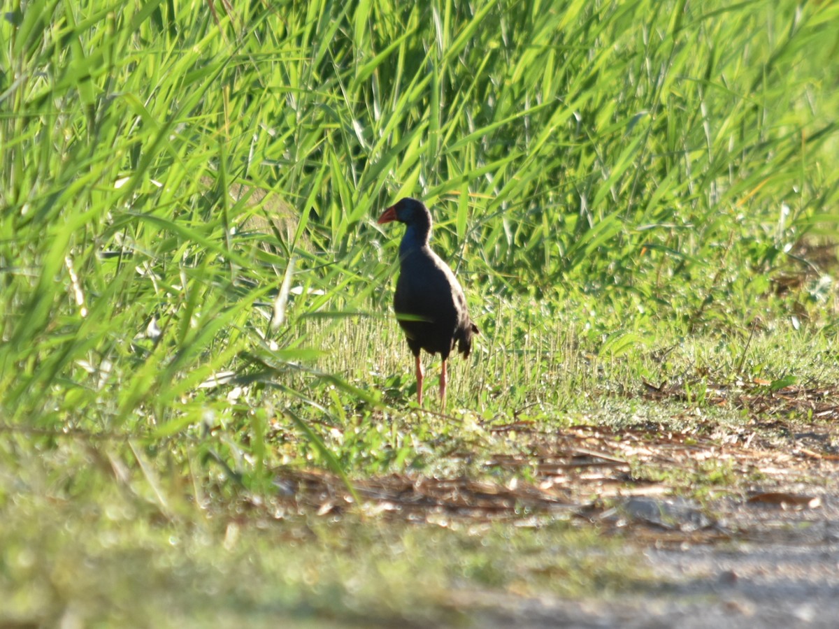 Western Swamphen - ML609159604