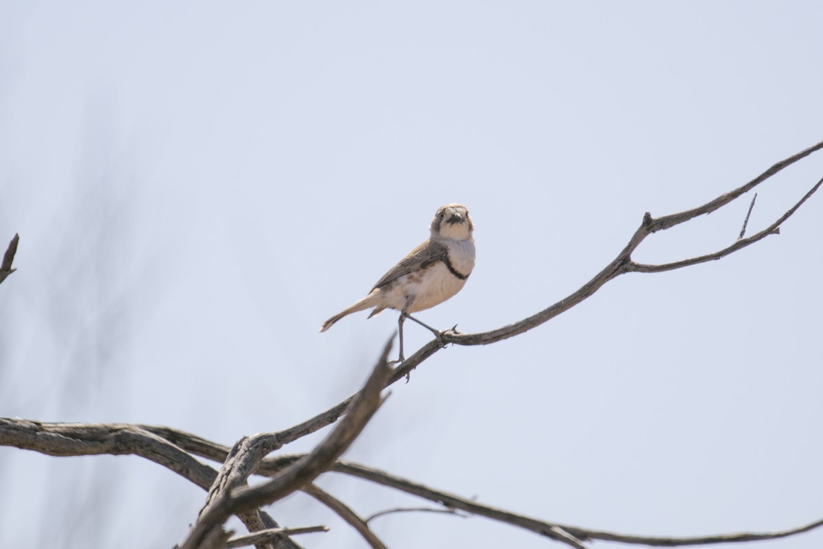 Banded Whiteface - ML609159627