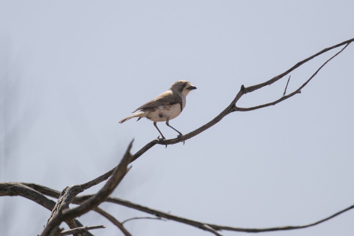 Banded Whiteface - ML609159629