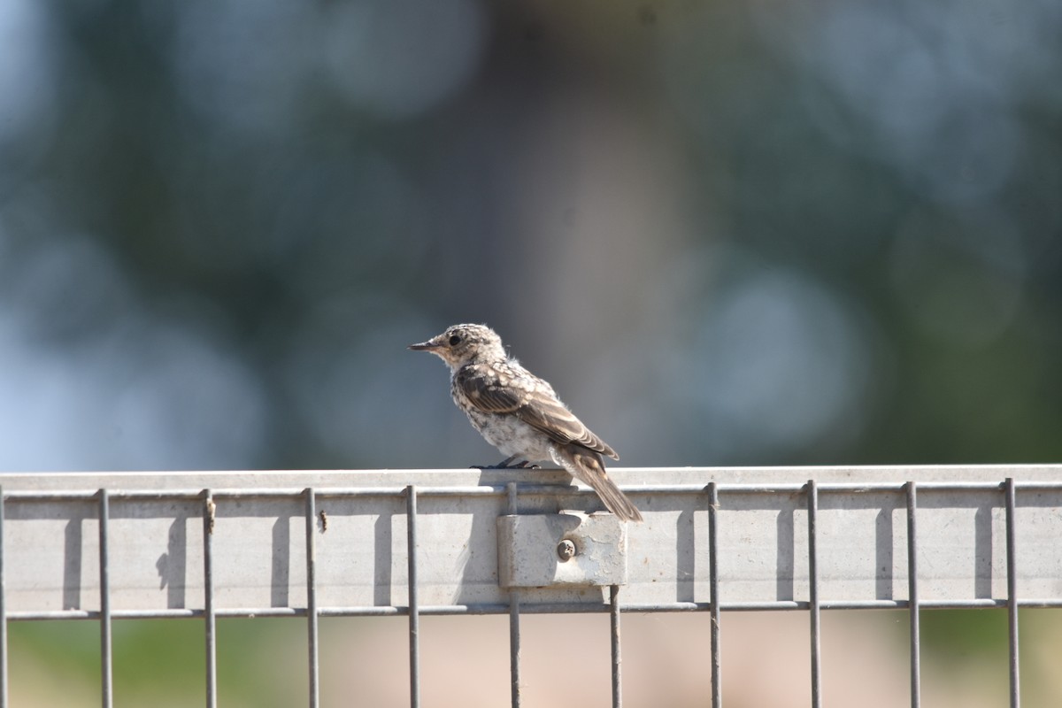 Spotted Flycatcher - ML609159671