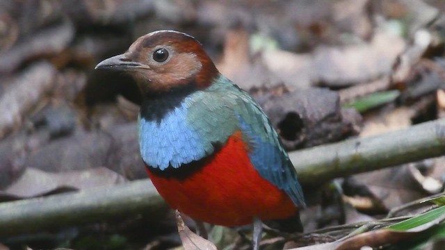 Sulawesi-Blaubrustpitta (celebensis) - ML609159745