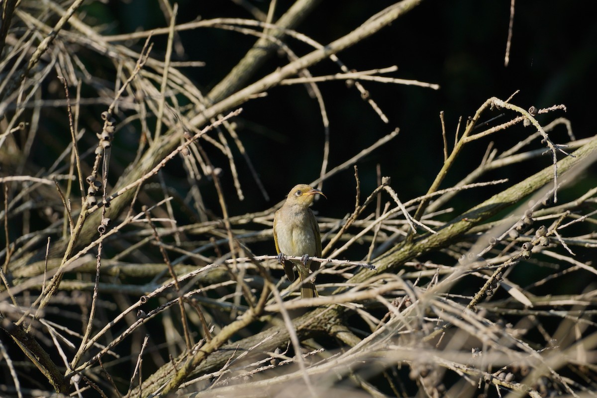 Brown Honeyeater - ML609159812