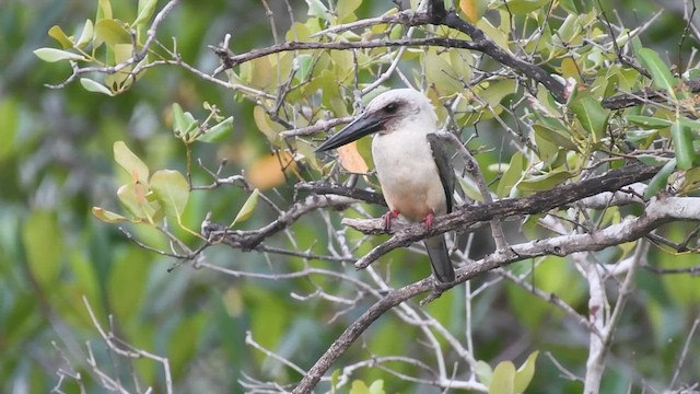 Great-billed Kingfisher - ML609159821