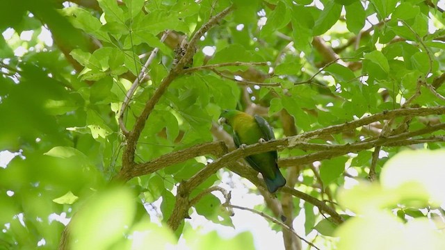 Yellow-breasted Racquet-tail - ML609159883