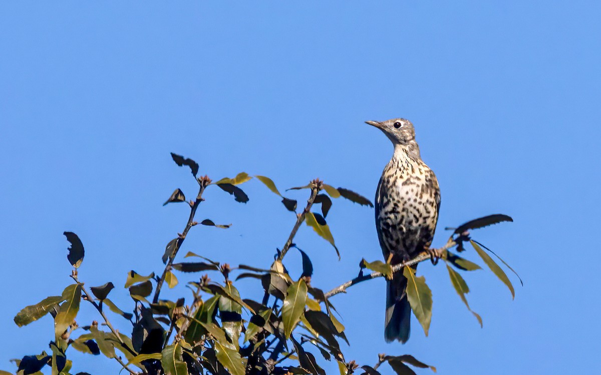 Mistle Thrush - ML609159895