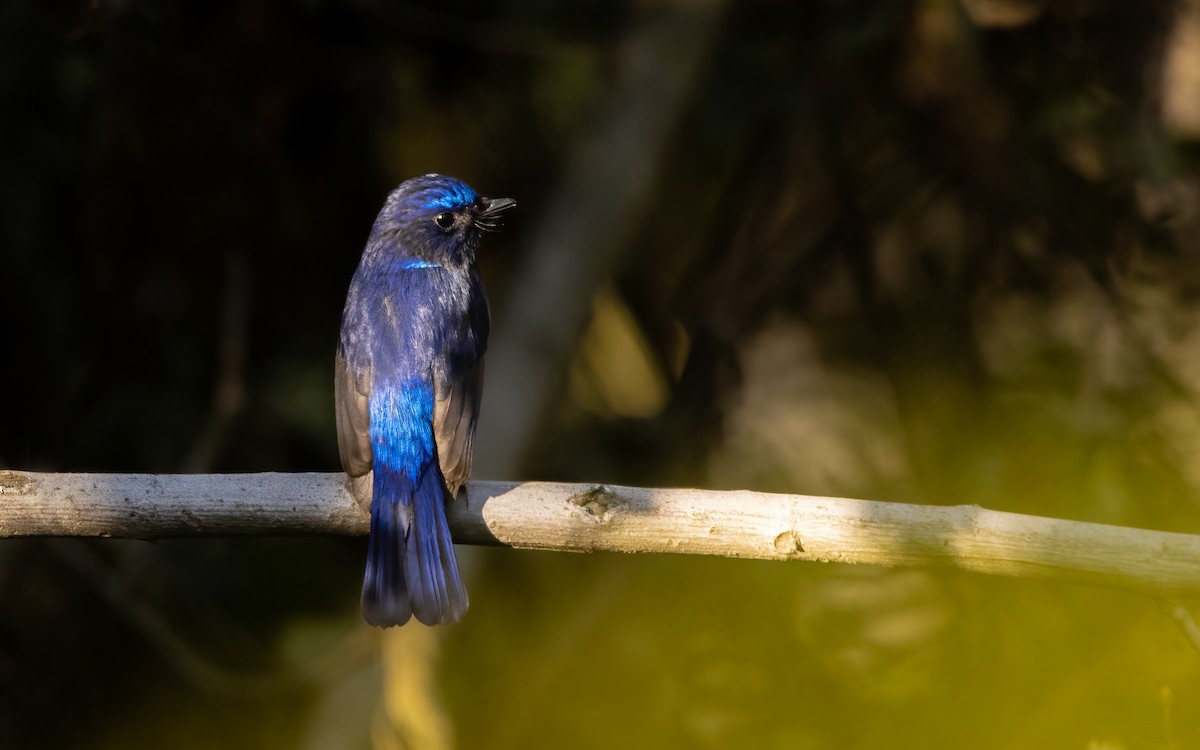 Small Niltava - ML609159899