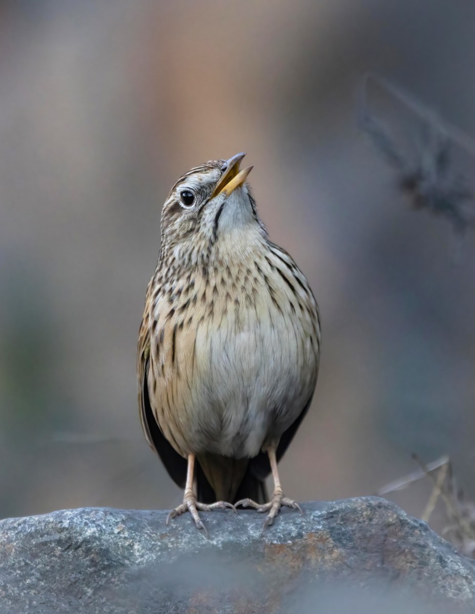 Upland Pipit - ML609159903