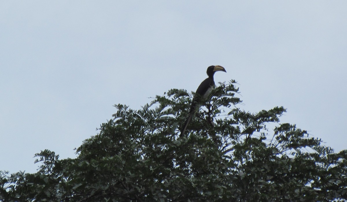 Congo Pied Hornbill - ML60915991