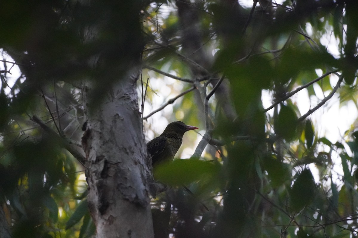 Olive-backed Oriole - ML609159921