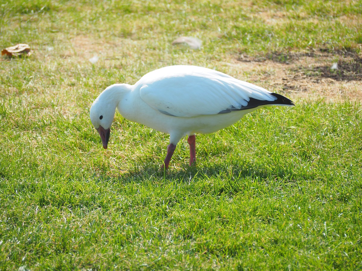 Snow Goose - Ann Porter