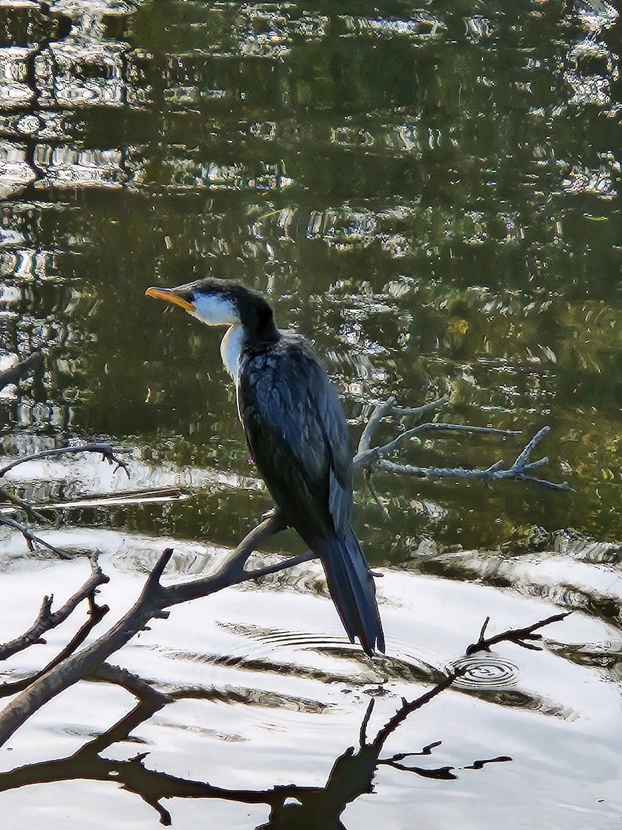 Little Pied Cormorant - ML609160194